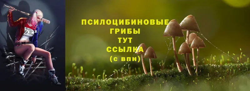 площадка формула  Биробиджан  Псилоцибиновые грибы Magic Shrooms 